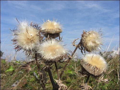 Alpenblumen