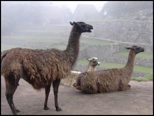 Lamas in Machu Picchu Peru