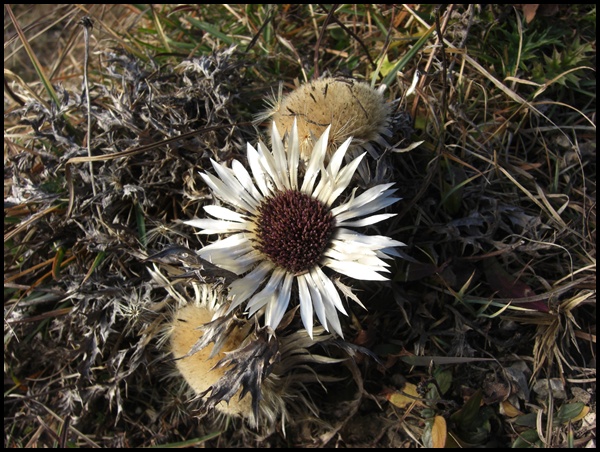 Distel am Staffel Blumen im Isarwinkel
