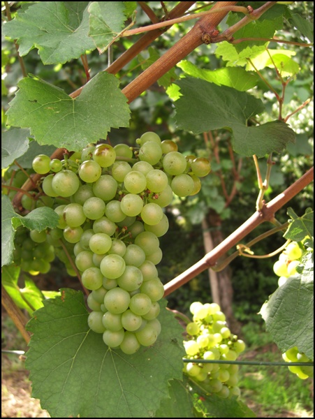 Grün am Rheinsteig Grün am Rheinsteig