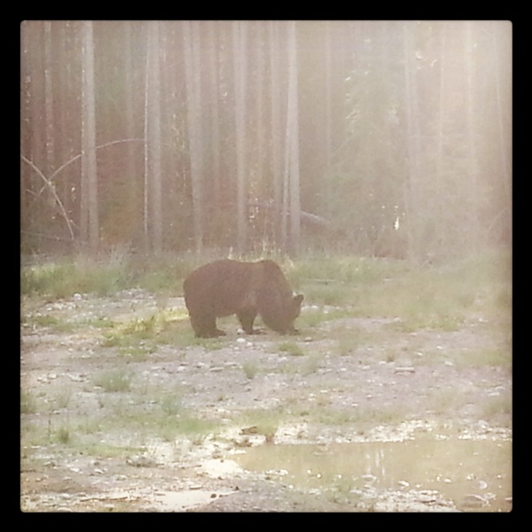 Bär in Banff