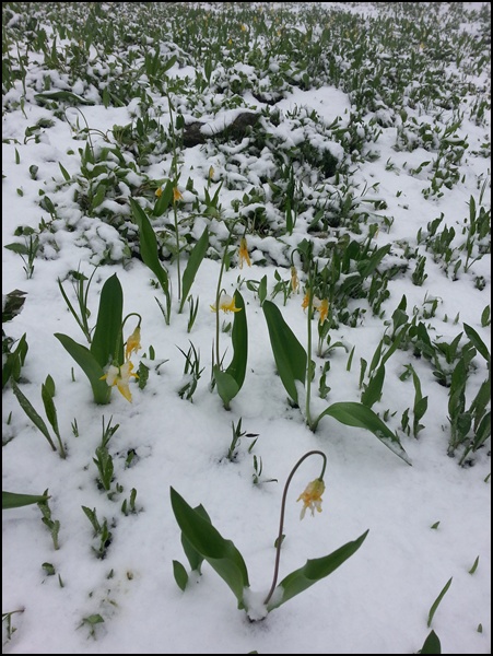Lilien im Schnee Canada