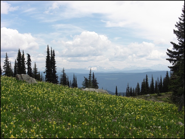 Blumenwiese Wells Gray Provincial Park