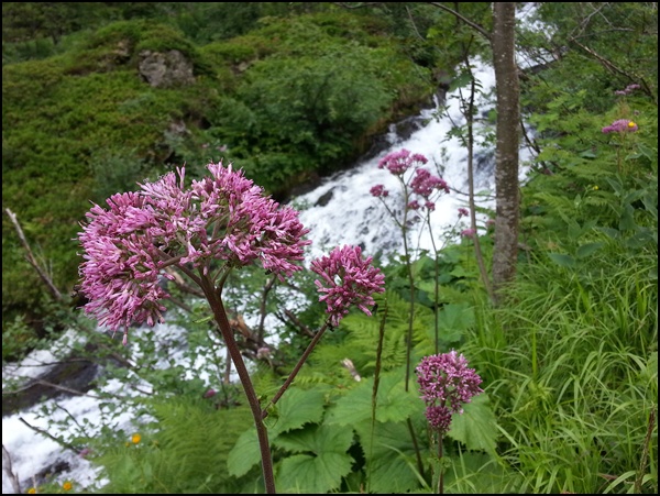 Blumen an der Gollinghütte