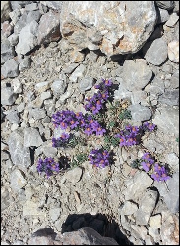 Blumen in der Steinwüste