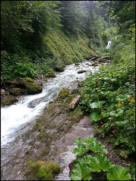 Wilde Natur im Allgäu