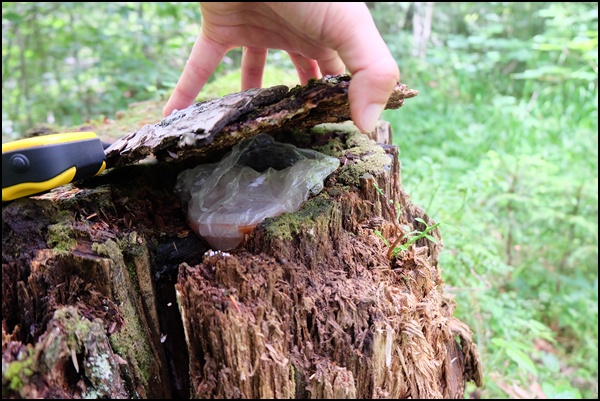 Geocache im Finzbachtal