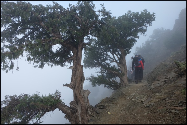 Nebel-Wald in Marokko