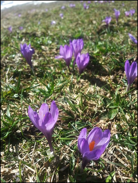 Krokusse Wildalpjoch