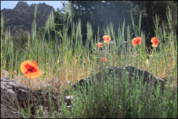 blumenwiese marokko