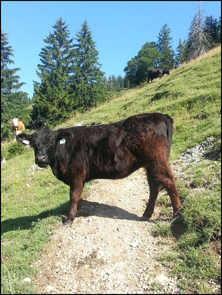 Alm mit Kühen in Tirol