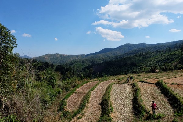 Im Mae Wang District im Norden von Thailand - wandern durch (abgeerntete) Reisfelder