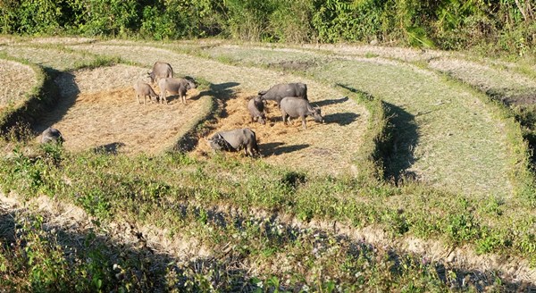 Büffel grasen auf abgeernteten Reisfeldern