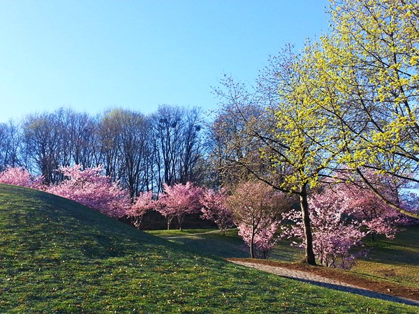 Blühende Bäume im Olympiapark