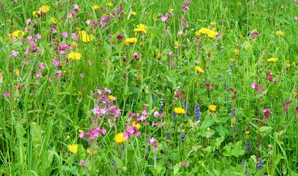 blühende Wiese im Maisental