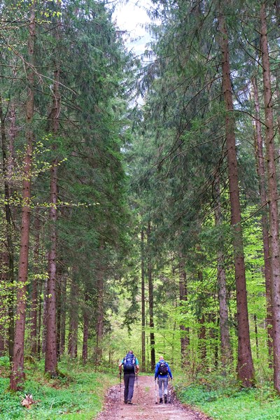 Chiemgauer Bergwald im Frühling