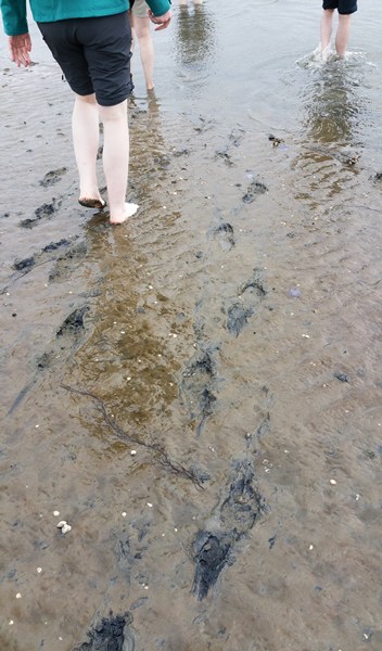 Nationalpark Schleswig-Holsteinisches Wattenmeer