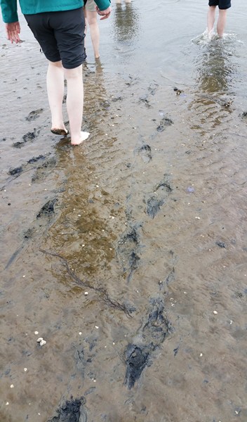 Nationalpark Schleswig-Holsteinisches Wattenmeer 