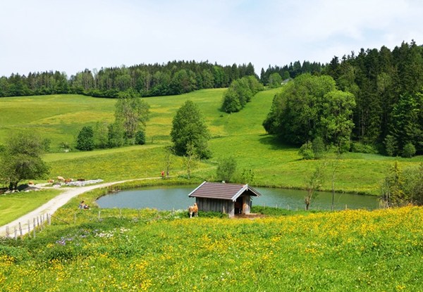 Weiher bei Einsiedl