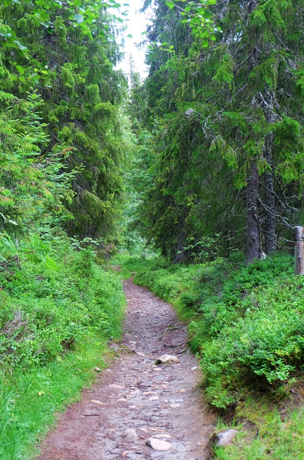 norwegen_wanderweg