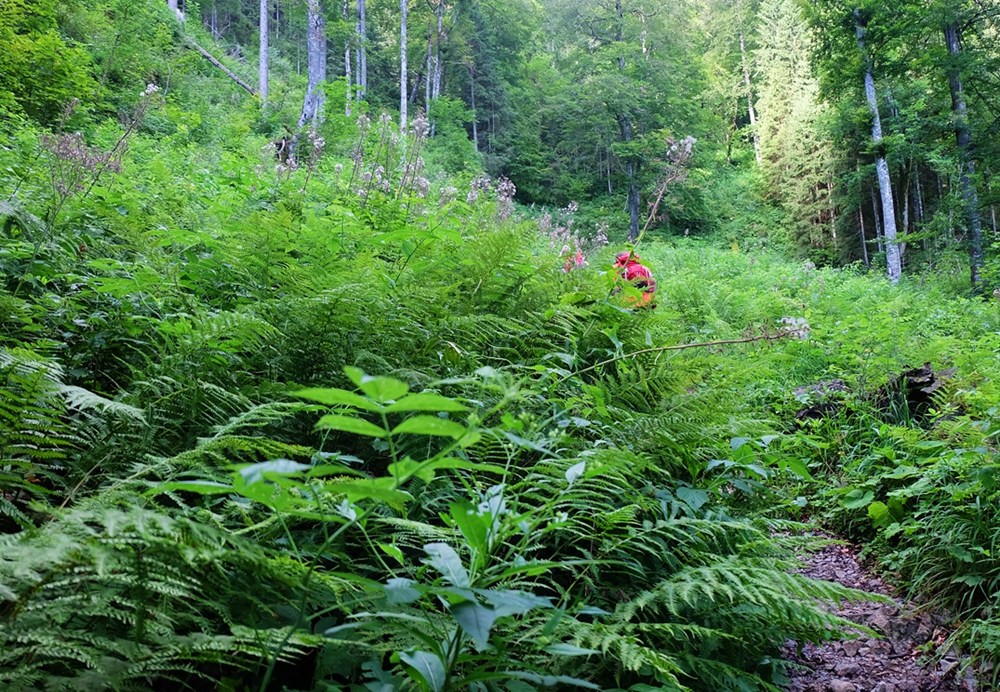 Dschungel Wanderung?