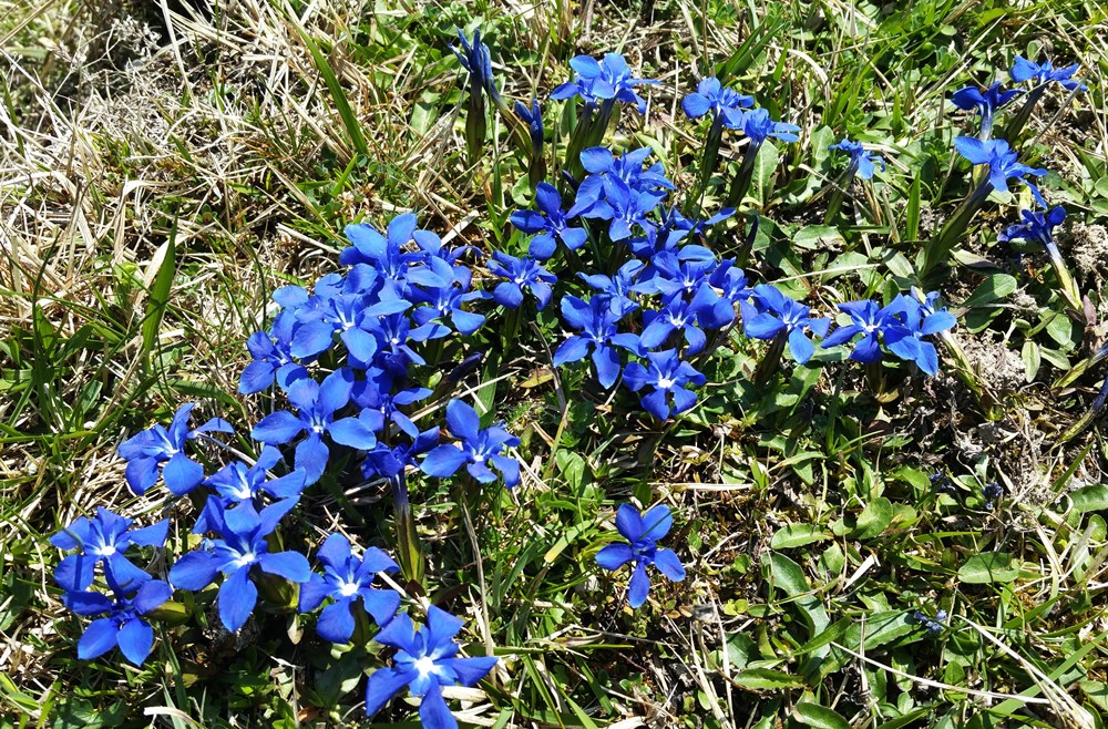 Frühlingsblumen im Chiemgau