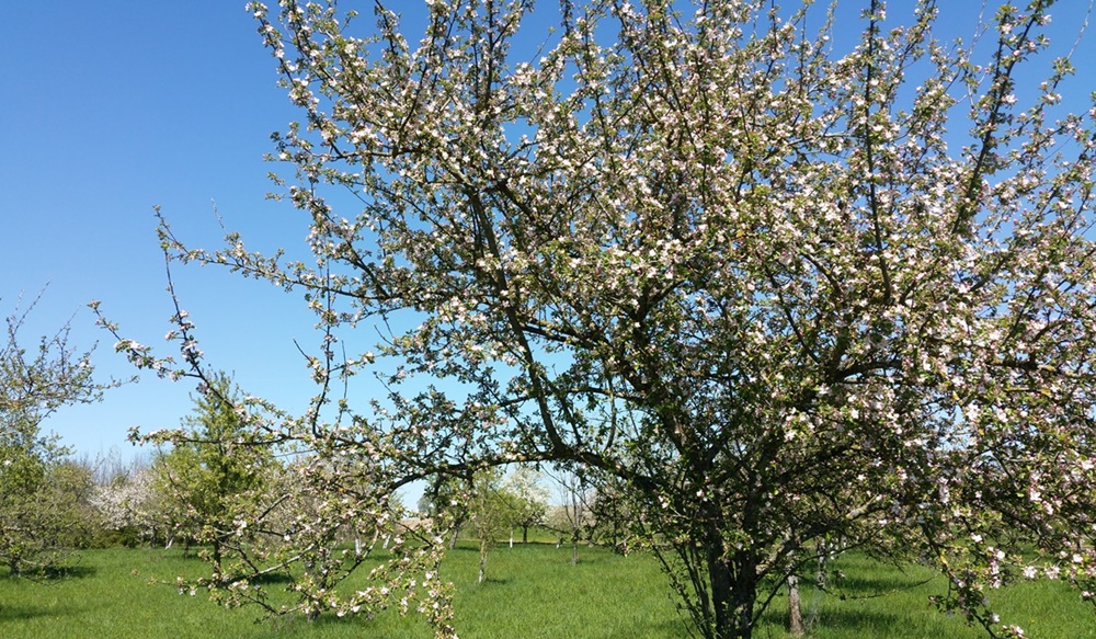 Frühling im Chiemgau - endlich blühen die Obstbäume