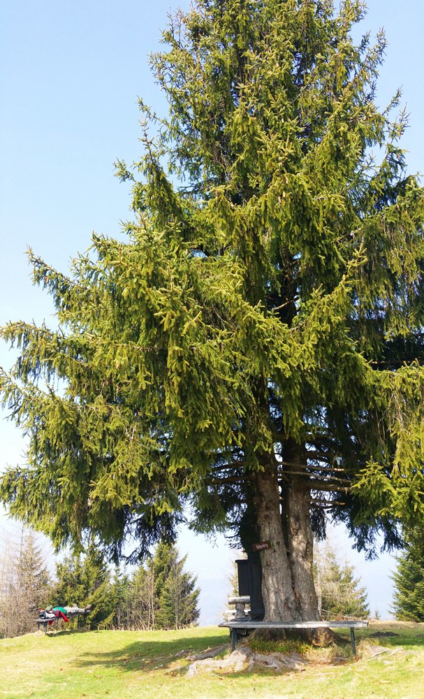 Der Gipfelbaum am Zinnkopf bei Ruhpolding