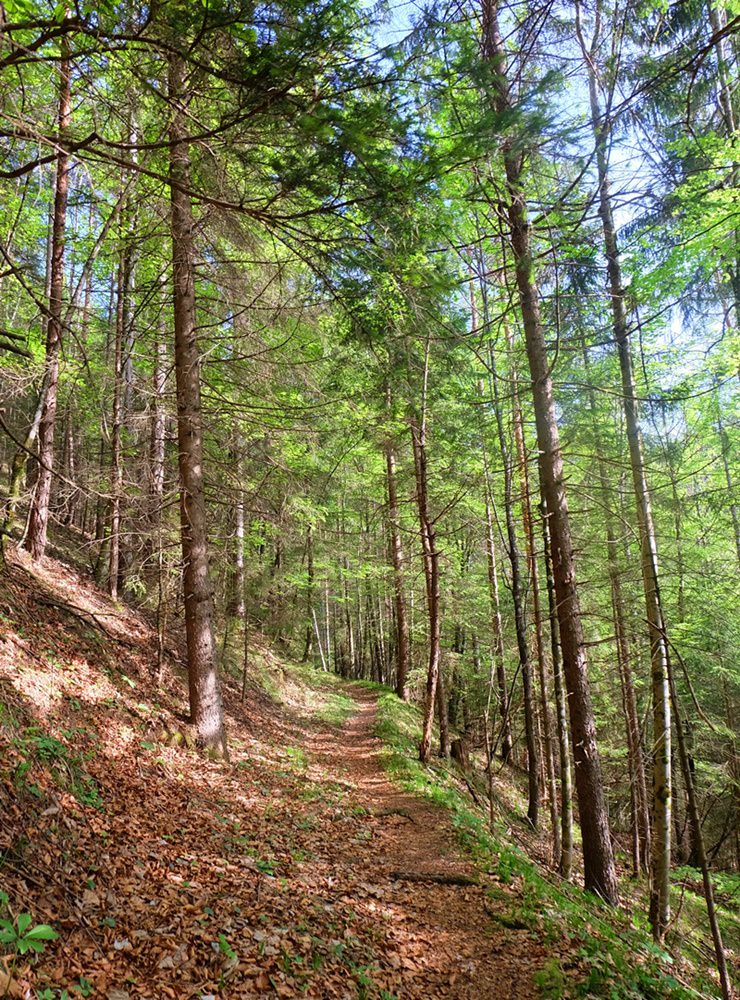 Frühling im Berg-Wald, doch wo liegt noch Schnee und wo ist er weg?