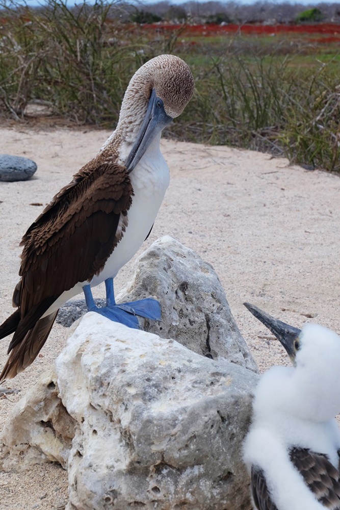 Blaufußtölpel mit Nachwuchs. Vogelbeobachtung auf den Galapagos Inseln | Ecuador.
