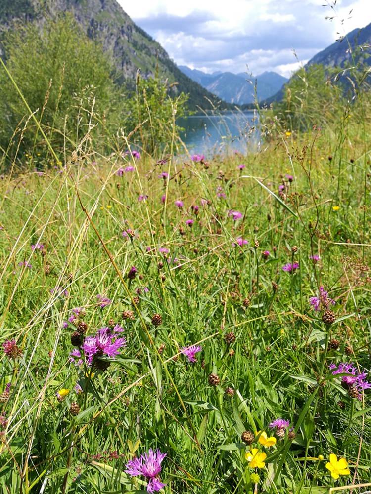 Blumenwiese am Heiterwanger See | mit dem Mountainbike Rund um den Daniel