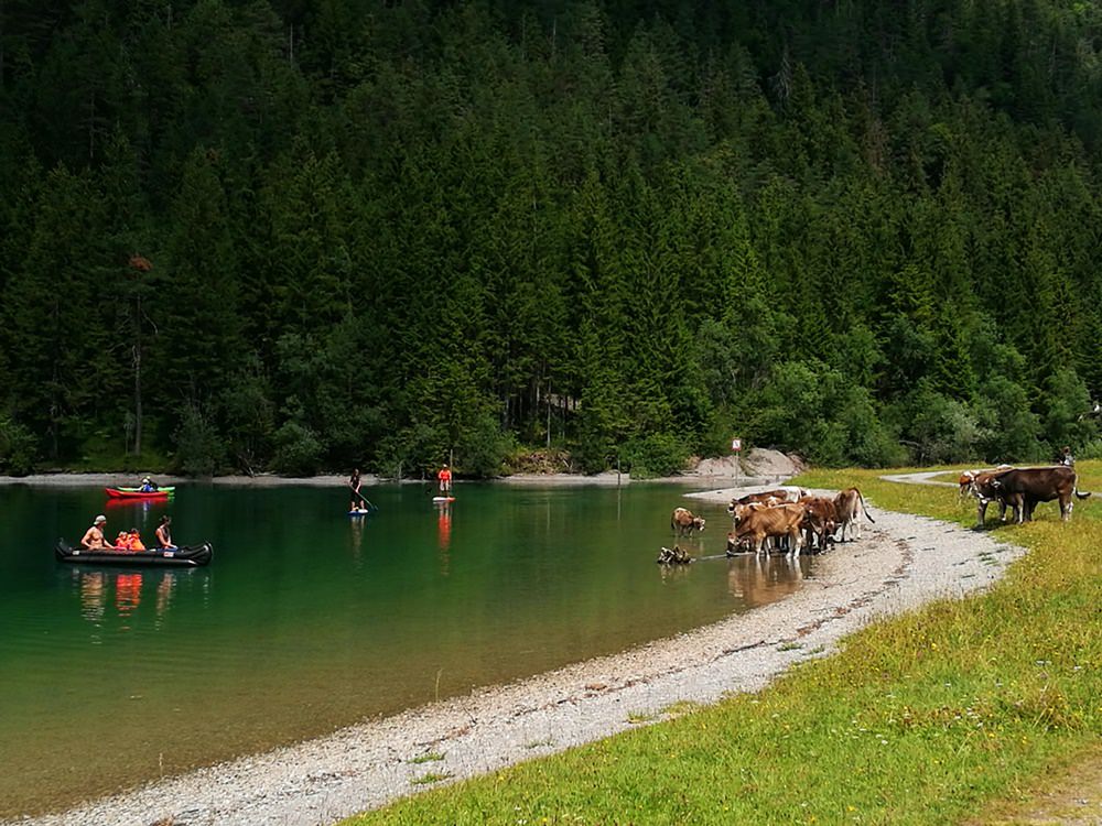 Kühe am Heiterwanger See! Ein Highlight bei Rund um den Daniel. 