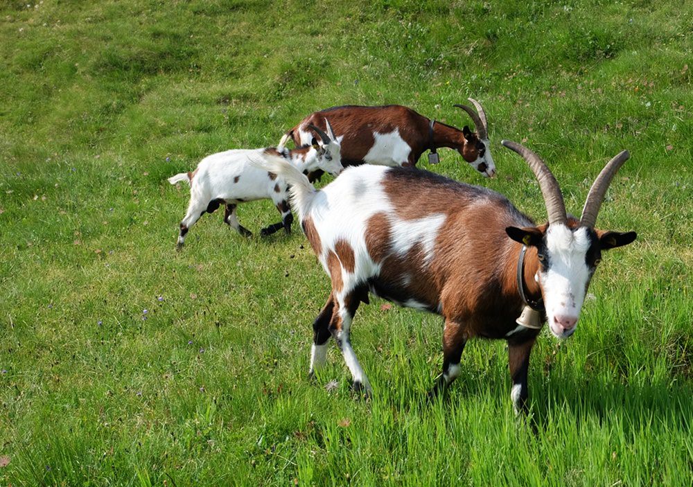 Tierische Begegnung auf dem Muhs Panoramaweg am Lasörling | Virgental, Österreich