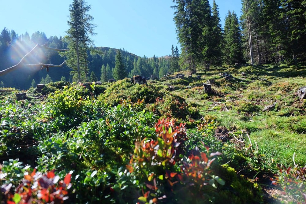 Herbstfarben in Südtirol. Oder ist es noch Spätsommer?