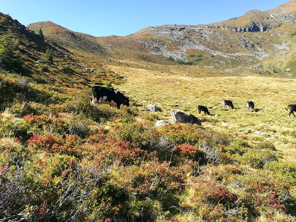 Den Farben nach ist es bereits Herbst an der Kerschbaumer Alm | Ridnautal, Südtirol