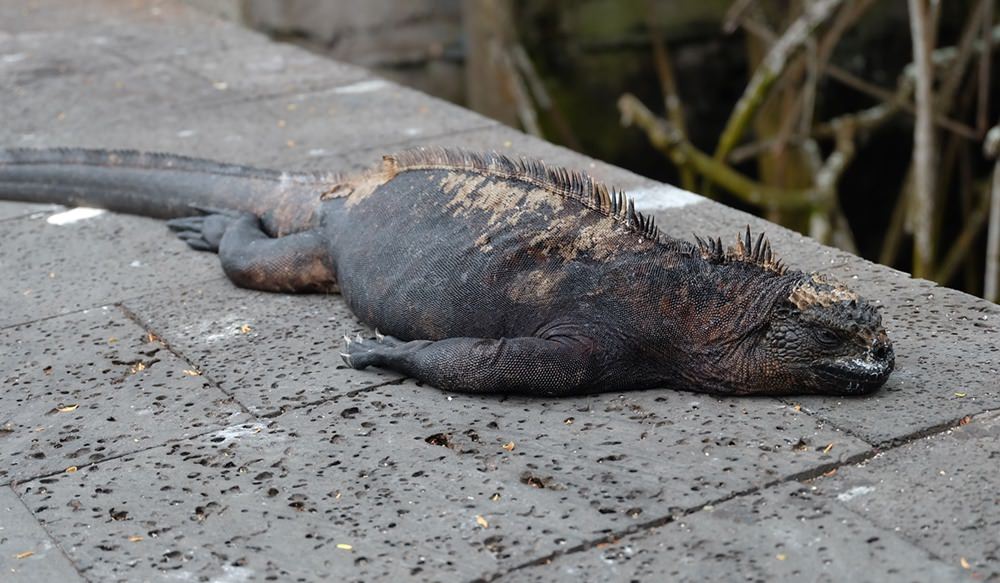 Ausruhen auf warmem Asphalt in der Stadt: Iguanas auf den Galapagos Inseln