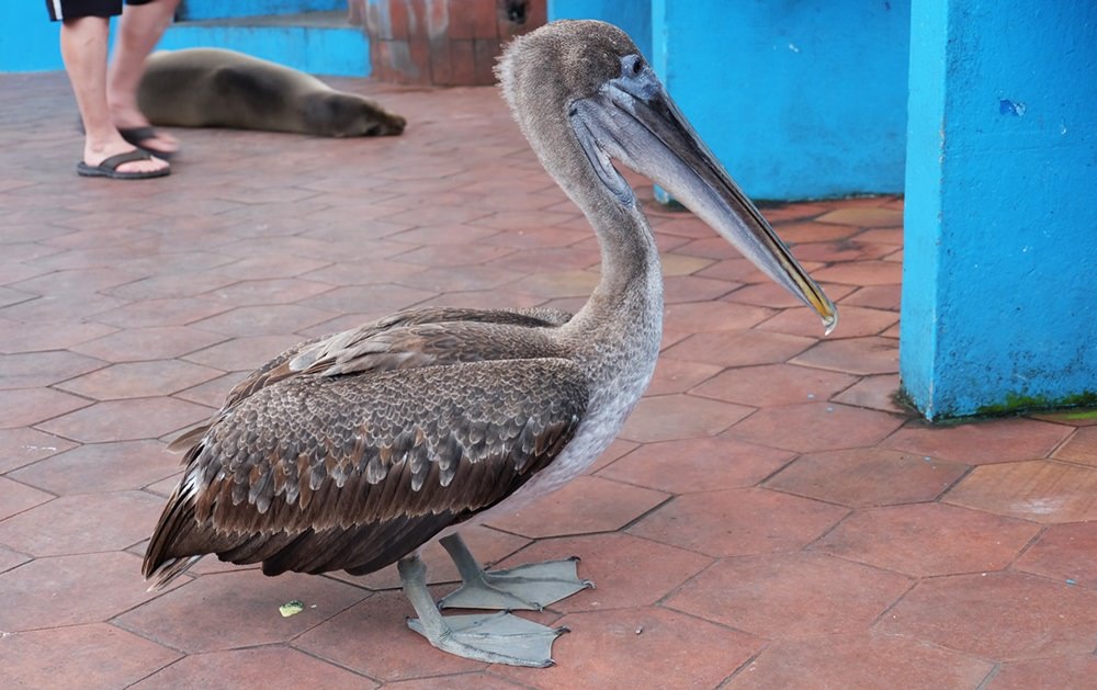 Pelikan im Ortszentrum von Puerto Ayora auf Santa Cruz/ Galapagos