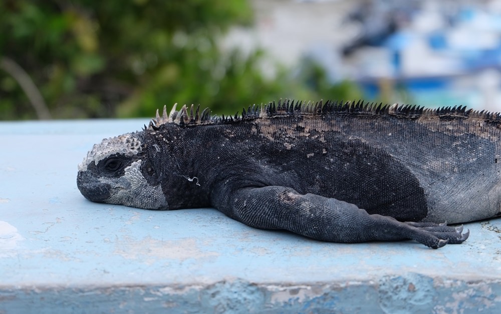 Chillende Iguanas auf der Hafenmauer in Puerto Ayora, Galapagos