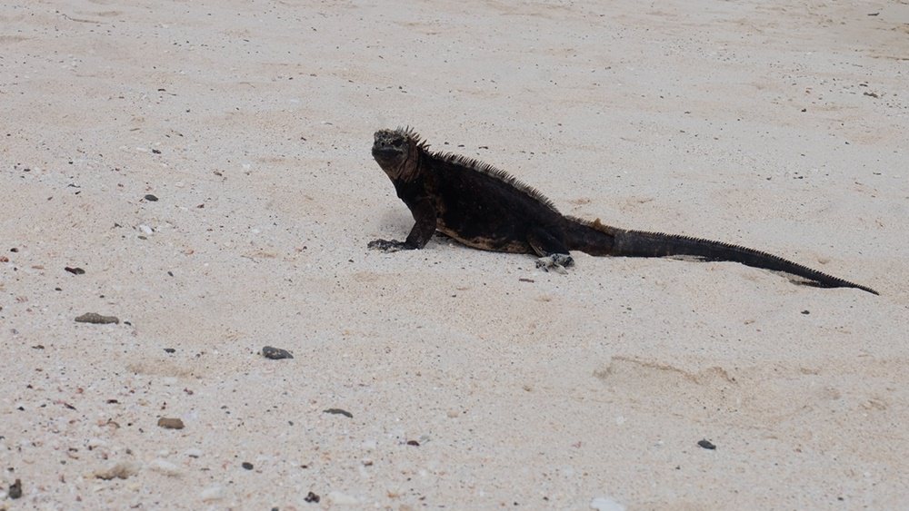 Dinosaurier unterwegs auf Santa Cruz | Galapagos