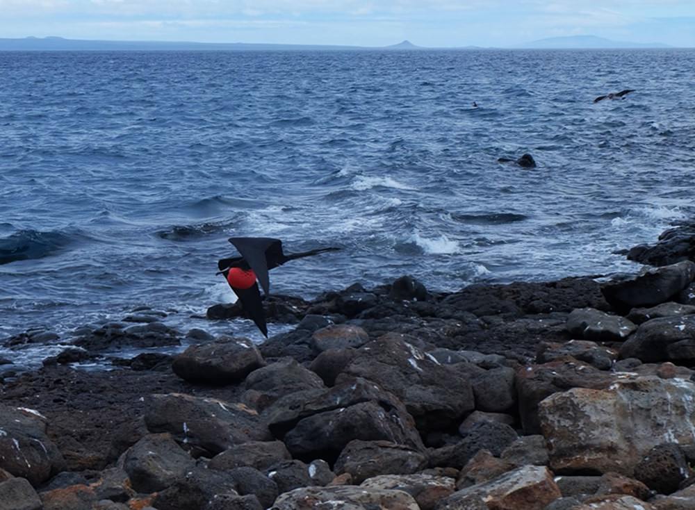 Fregattvogel in Seymour Norte, Galapagos