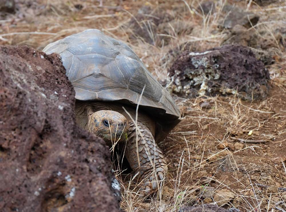 Träge Insel-Bewohner: Riesen-Schildkröte auf den Galapagos Inseln