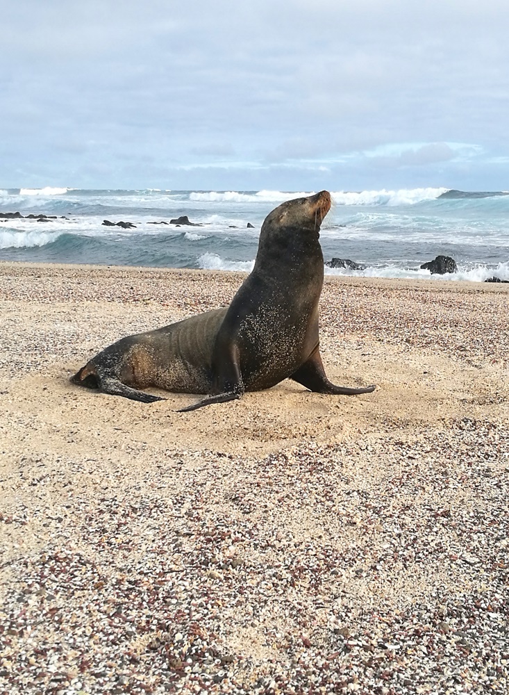 Seelöwe am Strand von La Loberia | Galapagos