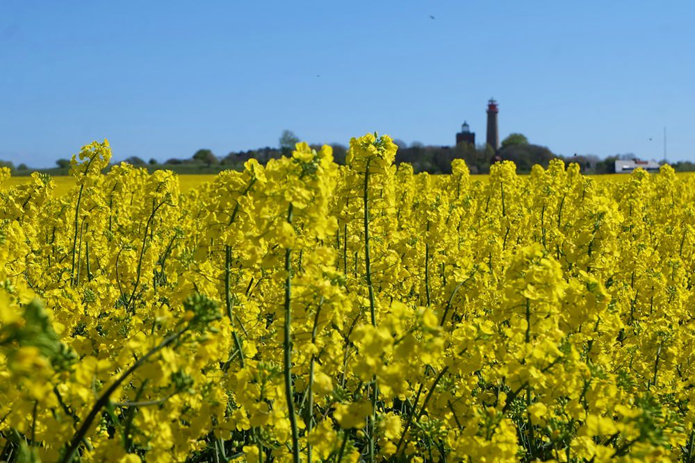 Frühling mit Rapsblüte am Kap Arkona
