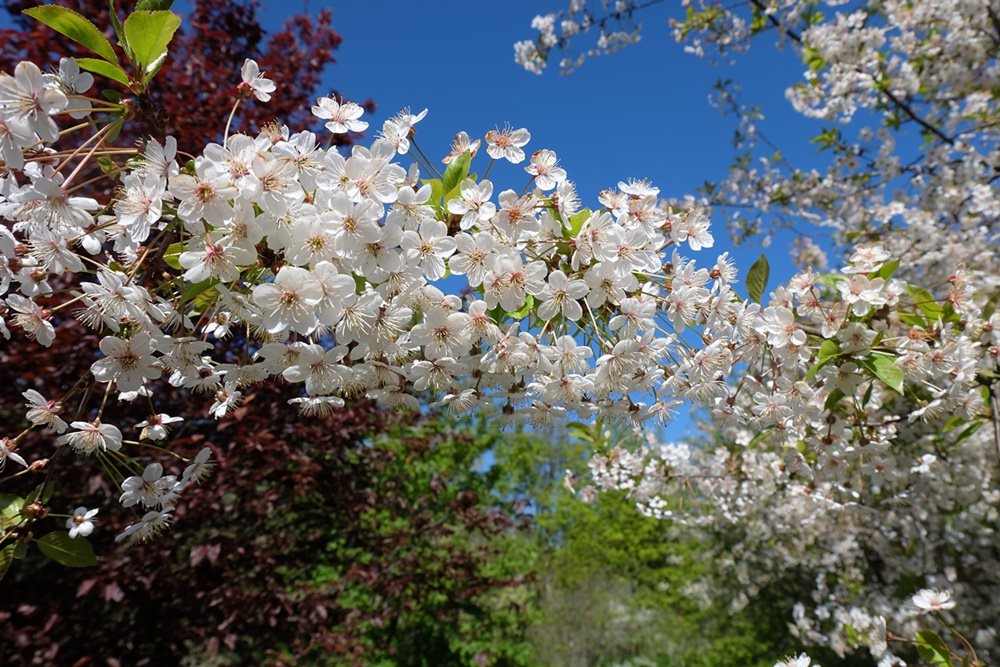 Blühende Bäume im Frühling auf Rügen