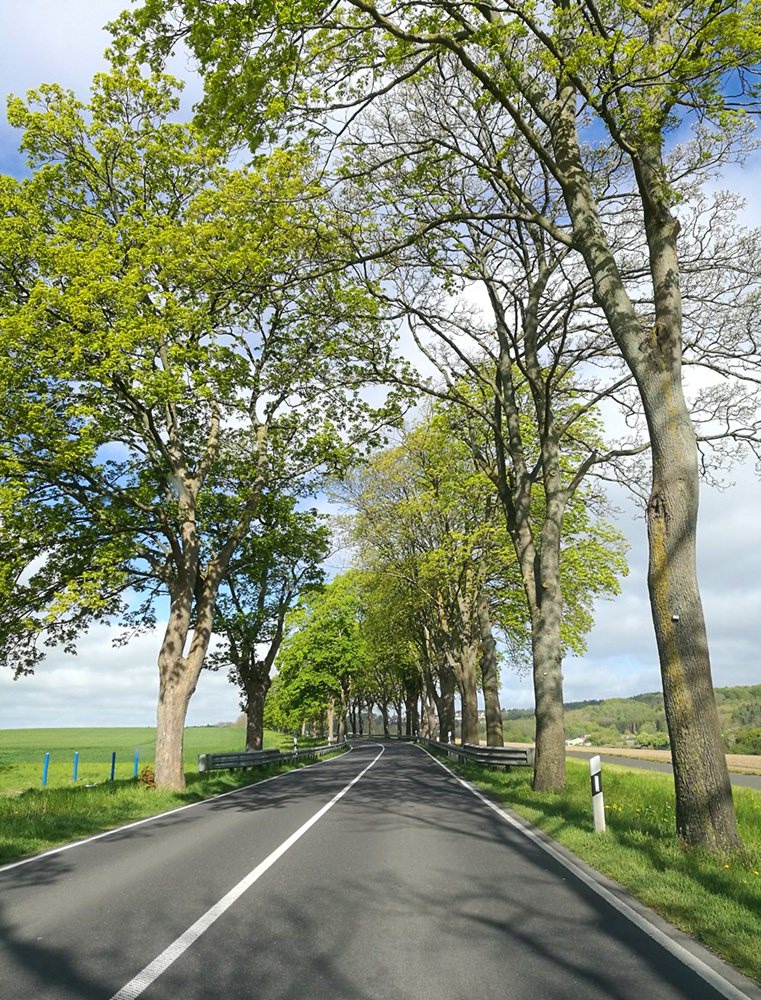 So wenig Autos, dass man kurz auf der Straße anhalten und schnell die Allee fotografieren kann... Frühling in Rügen