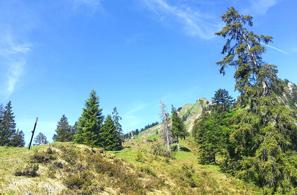 Hellgrün und grau, an der Baumgrenze findet man noch keine Sommerfarben | Bischofsfellnalm, Chiemgau