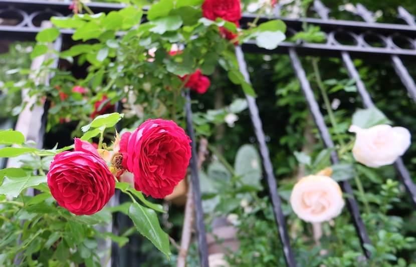 Rosen beim Spaziergang durch Bad Ischl, Oberösterreich