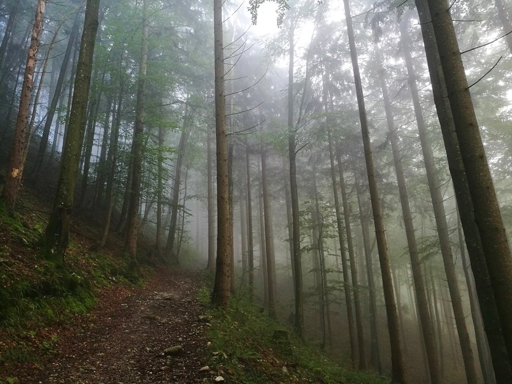 Wald und Nebel, Herbst im Salzkammergut