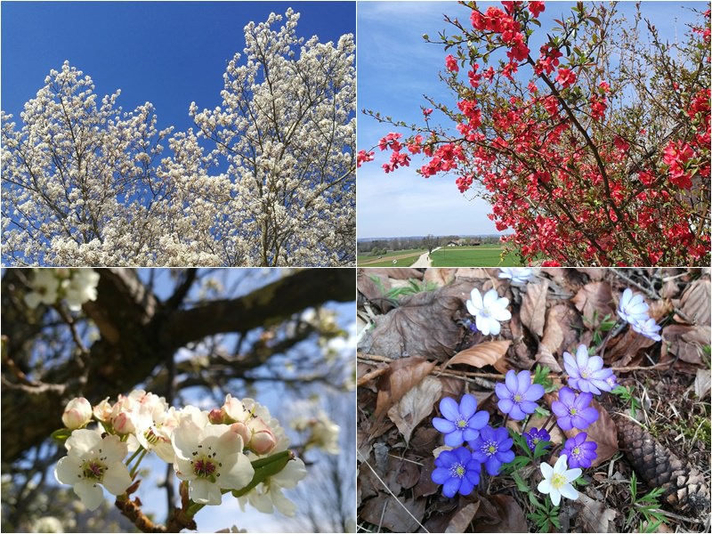 Blühende Bäume - endlich Frühling