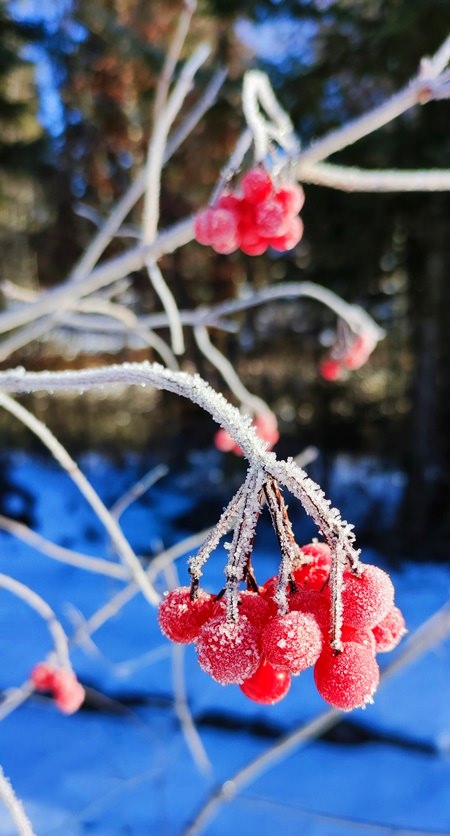 Farbtupfer im Winter